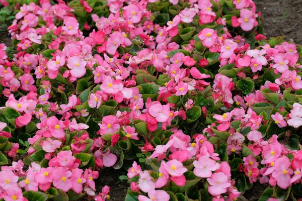 Architecte à Lyon : services proposés et devis