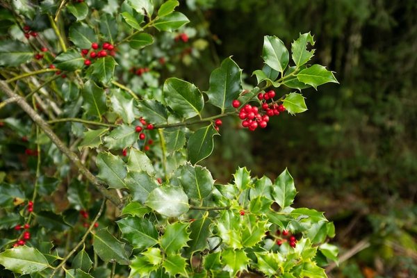 Quels arbustes à baies choisir pour un jardin vivrier en ville ?