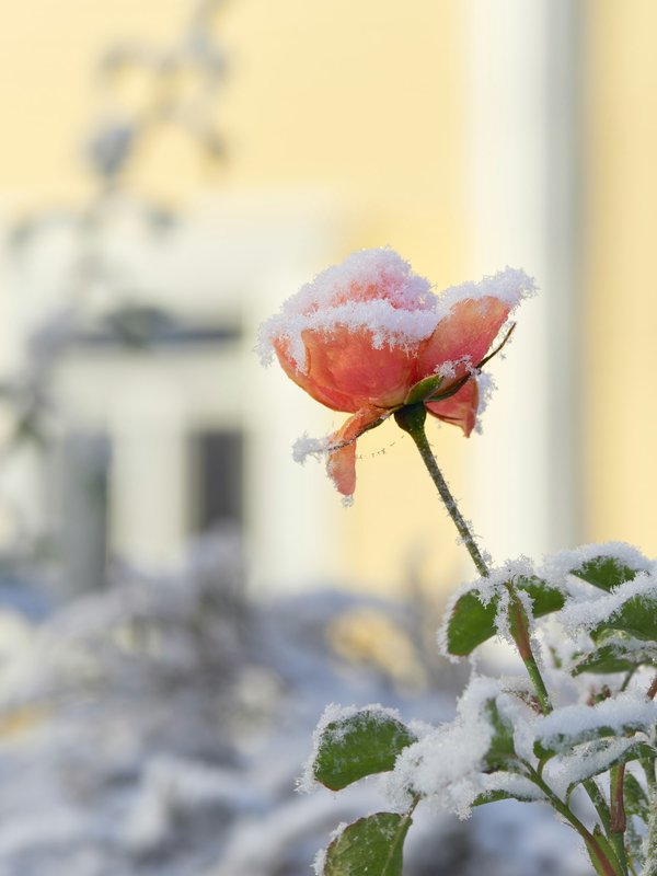 Découvrez nos roses éternelles sous cloche pour toutes occasions